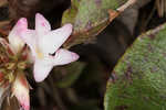 Trailing arbutus